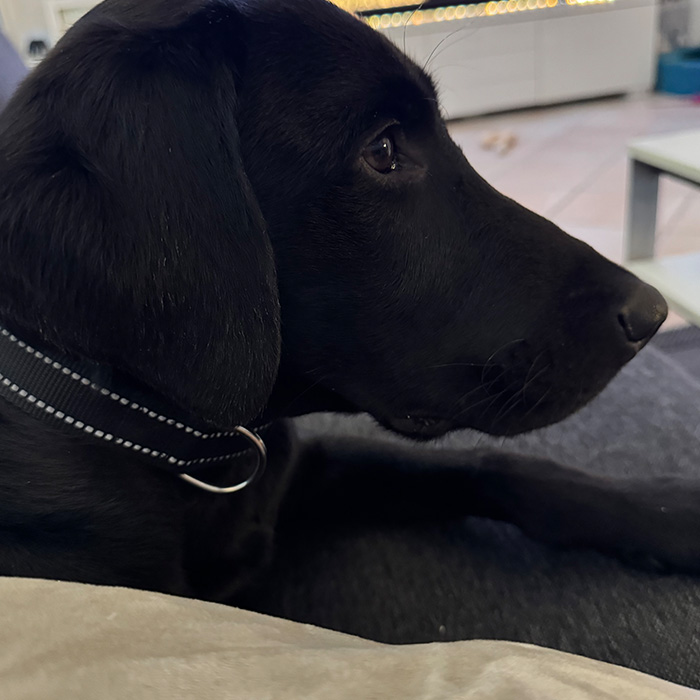 Jaktlabradoren Jax 6 månader